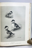 A Natural History of the Ducks