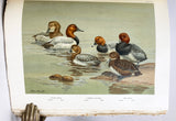 A Natural History of the Ducks