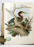 Nests and Eggs of Birds of the United States