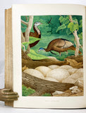 Nests and Eggs of Birds of the United States