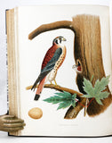 Nests and Eggs of Birds of the United States