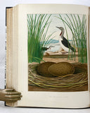 Nests and Eggs of Birds of the United States
