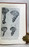 Human Evolution