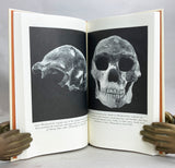Dragon Bones: The Story of Peking Man