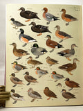 Handbook of the Birds of the World, volumes 1-11 (of 16)