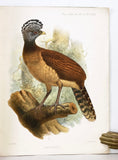 Supplementary Notes on the Curassows now or once living in the Zoological Gardens