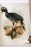Supplementary Notes on the Curassows now or once living in the Zoological Gardens