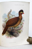 Supplementary Notes on the Curassows now or once living in the Zoological Gardens