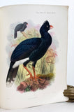 Supplementary Notes on the Curassows now or once living in the Zoological Gardens