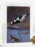 Handbook of the Birds of the World, volumes 1-11 (of 16)