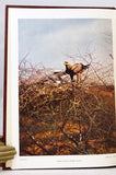 Birds of Saurashtra, India, with additional notes on the birds of Kutch and Gujerat