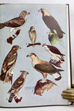 Birds of Saurashtra, India, with additional notes on the birds of Kutch and Gujerat