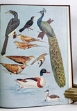 Birds of Saurashtra, India, with additional notes on the birds of Kutch and Gujerat