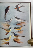 Birds of Saurashtra, India, with additional notes on the birds of Kutch and Gujerat