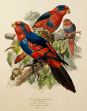 Red and Blue Lory with Challenger Lory Hand-Colored Plate