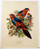 Red and Blue Lory with Challenger Lory Hand-Colored Plate