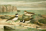 Little ringed plover (Charadrius dubius) Chromolithograph Plate