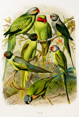 Grey-headed, Red-Cheeked, Malabar, Black-Headed and Rosy Hand-Colored Plate