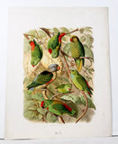 Mealy Amazon, Guatemalan Amazon, Vinaceous Amazon, Salle's Amazon, White-fronted Amazon, Green-cheeked Amazon, and Yellow-cheeked Amazon Hand-Colored Plate