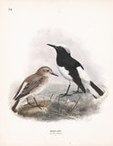 Hooded Chat (Saxicola monacha) Dresser Hand Colored Plate