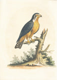 Little Black and Orange Indian Hawk Hand-Colored Plate