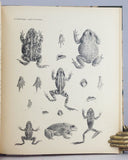 Wissenschaftliche Resultate der von N.M. Przewalski nach Central-Asien unternommenen Reisen Zoologischer Teil. Band III, Abth. 1: Amphibien und Reptilien. Lieferung (Part) I and II
