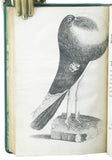 A Treatise on Domestic Pigeons, comprehending all of the different species known in England; describing the perfections and imperfections of each, ... the method of breeding the most curious and valuable sorts, ... the generation of pigeons in general.