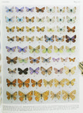 Butterflies of Afghanistan