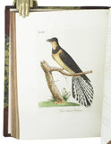 A General History of Birds, 11 volumes, complete with index, bound in 5 thick volumes