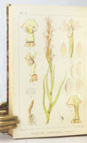 Icones Orchidearum Austro-Africanarum Extra-Tropicarum; or, figures, with descriptions, of extra-tropical South African Orchids, in 3 volumes (1896-1911-1913) + The Orchids of the Cape Peninsula (1918), in 4 uniformly-bound volumes