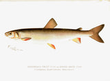 Original Denton Fish Chromolithograph, Adirondack Frost Fish or Round White Fish