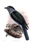 Anomalous Cuckoo-Roller (Leptosoma discolor) Hand-Colored Plate