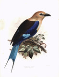 Bluebellied Roller (Coracias cyanogaster) Hand-Colored Plate