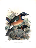 Blueheaded Ground Roller (Atelornis pittoides) Hand-Colored Plate
