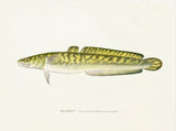 Original Denton Fish Chromolithograph, Burbot (Lota maculosa Le Sueur)