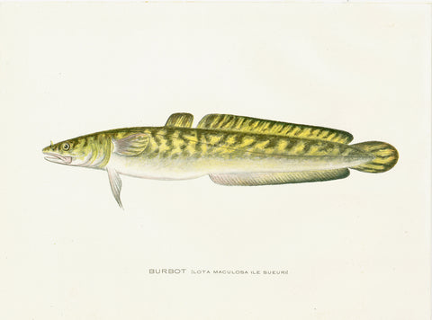 Original Denton Fish Chromolithograph, Burbot (Lota maculosa Le Sueur)
