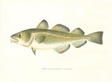 Original Denton Fish Chromolithograph, Cod (Gadus morrhua Linnaeus)