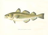 Original Denton Fish Chromolithograph, Cod (Gadus morrhua Linnaeus)