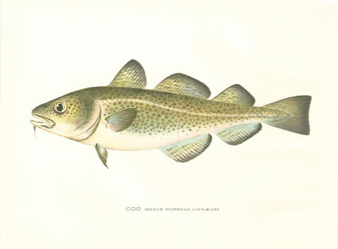 Original Denton Fish Chromolithograph, Cod (Gadus morrhua Linnaeus)