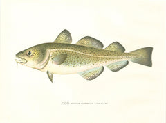 Original Denton Fish Chromolithograph, Cod (Gadus morrhua Linnaeus)
