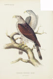 Hawk from Cuba (Cymindis Wilsonii Cassi.) Hand-Colored Plate