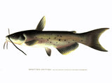 Original Denton Fish Chromolithograph, Spotted Catfish, Ictalurus punctatus
