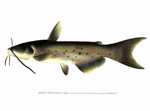 Original Denton Fish Chromolithograph, Spotted Catfish, Ictalurus punctatus