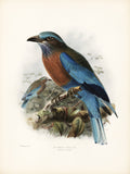 Burmese Roller (Coracias affinis) Hand-Colored Plate