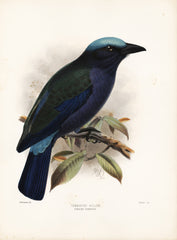 Temmincks Roller (Coracias temmincki) Hand-Colored Plate