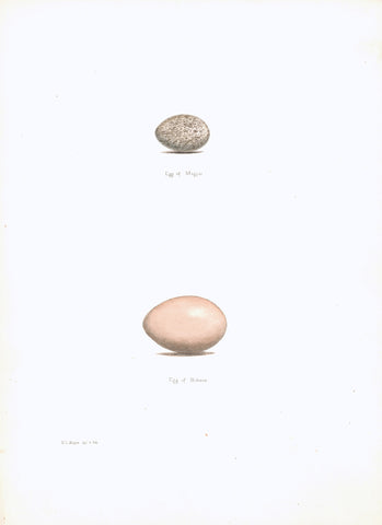 Magpie and Bittern Eggs Hand Colored Plate