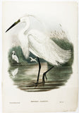 Gould and Richter Little Egret Hand-Colored Plate