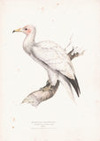 Egyptian Neophron (Neophron percnopterus) Hand Colored Plate