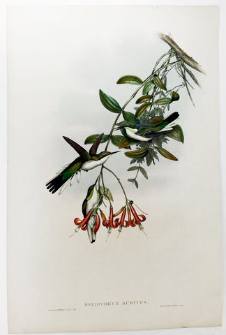 Gould and Richter Cayenne Fairy Hummingbird Hand-Colored Plate