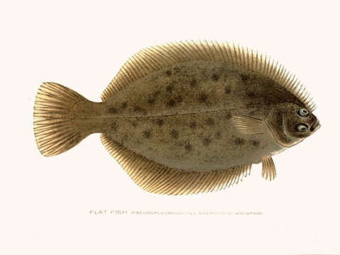 Original Denton Fish Chromolithograph, Flat Fish (Pseudopleuronectes americanus Walbaum)